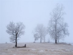 小说苏灵谢伏危无弹窗免费阅读-完结版小说（苏灵谢伏危）