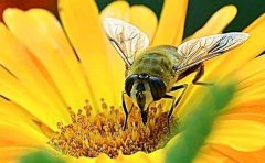 蜜蜂的作文(必备15篇)